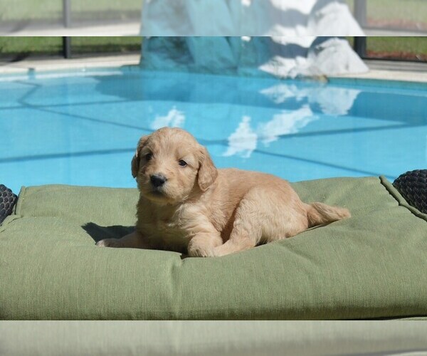Medium Photo #1 Goldendoodle Puppy For Sale in LIVE OAK, FL, USA