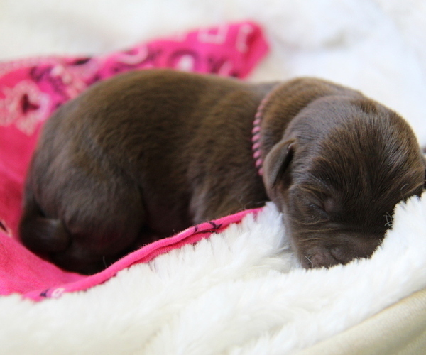 Medium Photo #4 Labrador Retriever Puppy For Sale in HYDE PARK, VT, USA