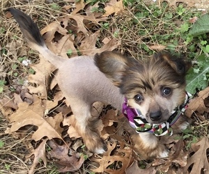 Chinese Crested Puppy for sale in CAMPTI, TX, USA