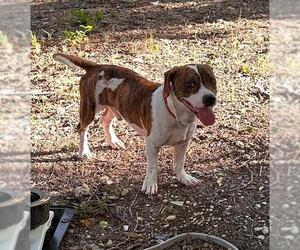 Mutt Dogs for adoption in San Antonio, TX, USA