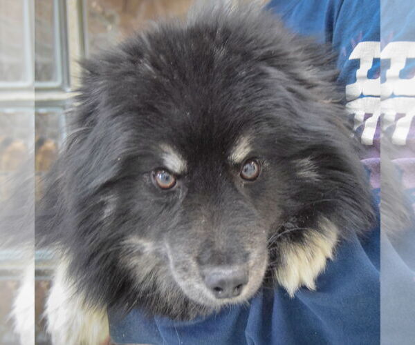 Medium Photo #6 Pomsky Puppy For Sale in Huntley, IL, USA