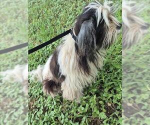 Shih Tzu-Unknown Mix Dogs for adoption in San Antonio, TX, USA
