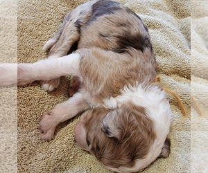 Aussiedoodle Puppy for Sale in LITHIA, Florida USA
