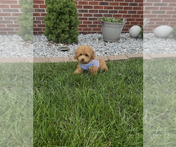 Medium Photo #3 Poodle (Toy) Puppy For Sale in PLAINFIELD, IL, USA