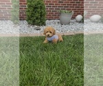Small #2 Poodle (Toy)