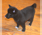Small Photo #3 Schipperke Puppy For Sale in SEYMOUR, MO, USA