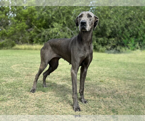 Medium Photo #3 Great Dane Puppy For Sale in PIPE CREEK, TX, USA