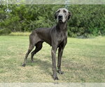 Small #2 Great Dane