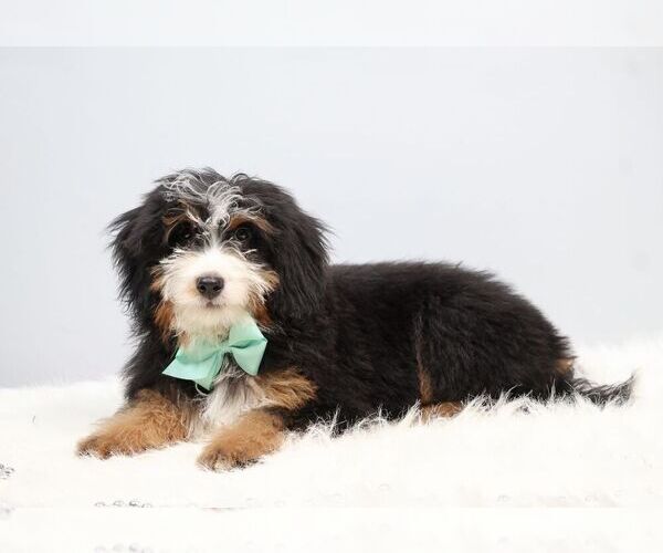 Medium Photo #3 Bernedoodle (Miniature) Puppy For Sale in LIVINGSTON, WI, USA