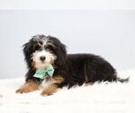 Small #2 Bernedoodle (Miniature)