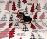 Puppy Nick Yorkshire Terrier