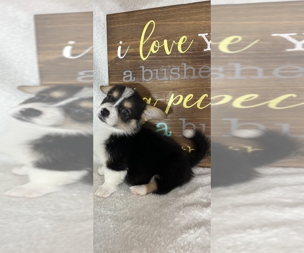 Medium Photo #2 Pembroke Welsh Corgi Puppy For Sale in GREENFIELD, IN, USA