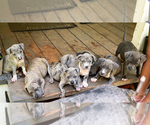 Small Photo #1 American Pit Bull Terrier Puppy For Sale in STOCKBRIDGE, GA, USA