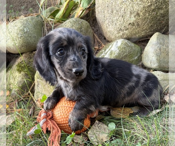 Medium Photo #3 Dachshund Puppy For Sale in MIDDLEBURY, IN, USA