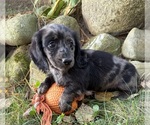 Truffles - Female Dachshund Puppy for Sale - Photo #3