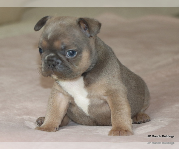 Medium Photo #3 French Bulldog Puppy For Sale in WINNSBORO, TX, USA