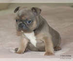 Small #2 French Bulldog