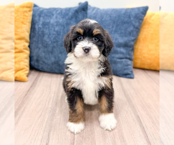 Medium Photo #1 Bernedoodle (Miniature) Puppy For Sale in DUNDEE, OH, USA