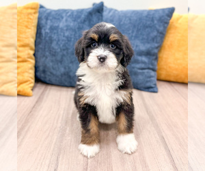 Bernedoodle (Miniature) Puppy for sale in DUNDEE, OH, USA
