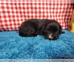 Small Photo #37 Golden Mountain Dog Puppy For Sale in BLACK FOREST, CO, USA