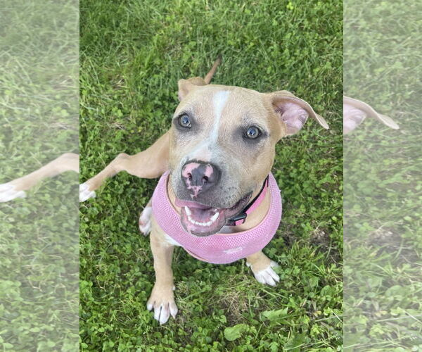Medium Photo #24 American Pit Bull Terrier-Labrador Retriever Mix Puppy For Sale in Derwood, MD, USA