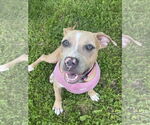 Small #23 American Pit Bull Terrier-Labrador Retriever Mix