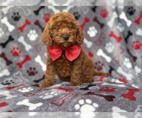 Medium Photo #3 Goldendoodle (Miniature) Puppy For Sale in LAKELAND, FL, USA