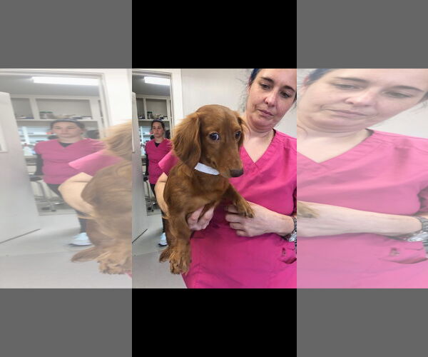 Medium Photo #3 Dachshund Puppy For Sale in Buffalo, MN, USA