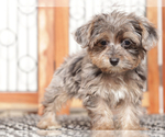 Small #1 YorkiePoo