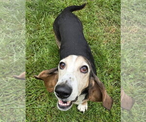 Basset Hound Dogs for adoption in Brookville, OH, USA