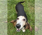 Rosey - Female Basset Hound Dog for Adoption - Small photo