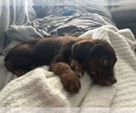 Small #4 American Pit Bull Terrier-Chocolate Labrador retriever Mix