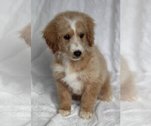 Goldendoodle (Miniature) Puppy for sale in FREDERICKSBURG, OH, USA