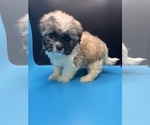 Small Photo #15 Maltipoo-Shih Tzu Mix Puppy For Sale in SAINT AUGUSTINE, FL, USA