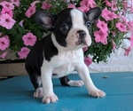 Small Photo #18 Boston Terrier Puppy For Sale in GOSHEN, IN, USA