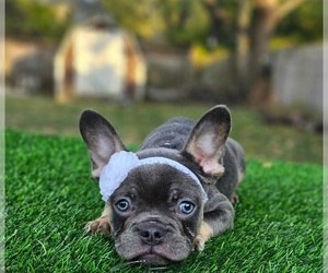 French Bulldog Puppy for sale in INDIANAPOLIS, IN, USA