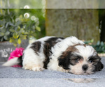 Small #1 Shih Tzu