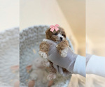 Small Photo #1 Poodle (Toy) Puppy For Sale in VIRGINIA BEACH, VA, USA