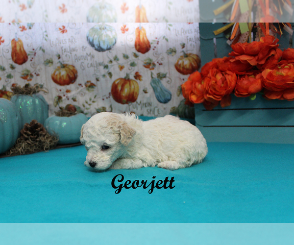 Medium Photo #9 Poodle (Toy) Puppy For Sale in CHANUTE, KS, USA