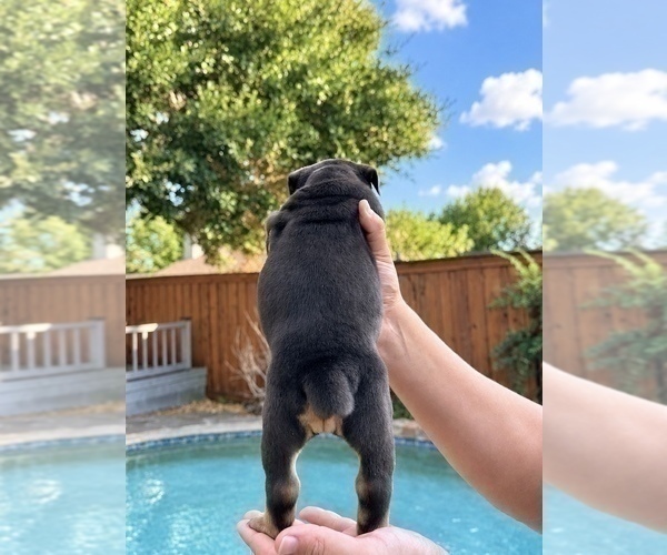 Medium Photo #5 Olde English Bulldogge Puppy For Sale in FORT WORTH, TX, USA