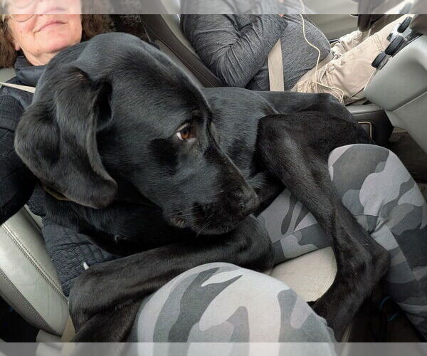 Medium Photo #5 Great Dane-Labrador Retriever Mix Puppy For Sale in Vail, AZ, USA