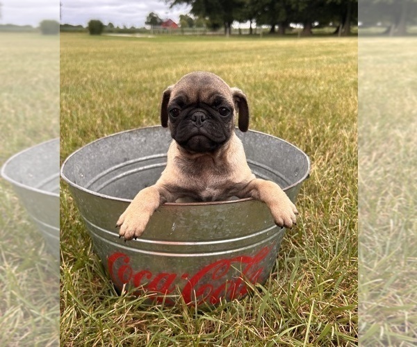 Medium Photo #4 Pug Puppy For Sale in MIDDLEBURY, IN, USA