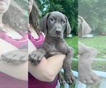 Small #2 Great Dane