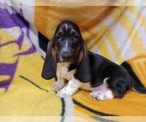 Basset Hound Puppy for sale in SALEM, WV, USA