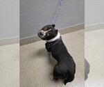 CHANEL - Female American Bulldog-Unknown Mix Dog for Adoption - Small photo
