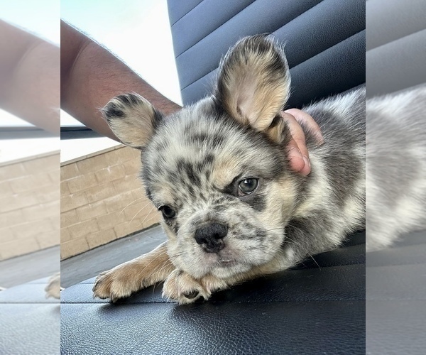 Medium Photo #5 French Bulldog Puppy For Sale in ANCHORAGE, AK, USA