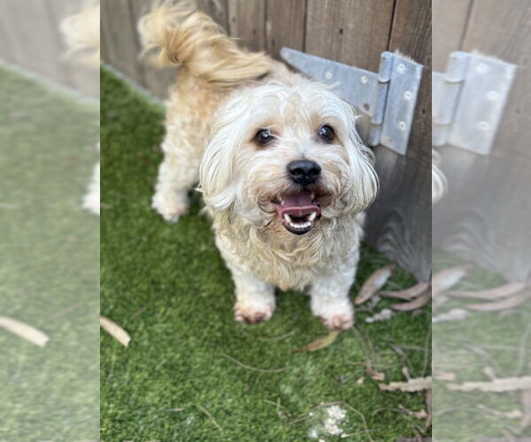 Medium Photo #4 Maltipoo (Miniature) Puppy For Sale in Mission Viejo, CA, USA