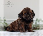 Small Photo #5 ShihPoo Puppy For Sale in GORDONVILLE, PA, USA