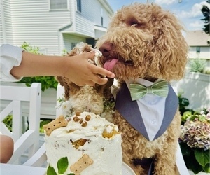 Father of the Labradoodle-Poodle (Standard) Mix puppies born on 08/28/2025