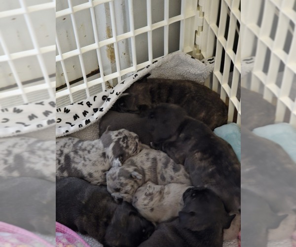 Medium Photo #10 Faux Frenchbo Bulldog Puppy For Sale in FT MYERS, FL, USA